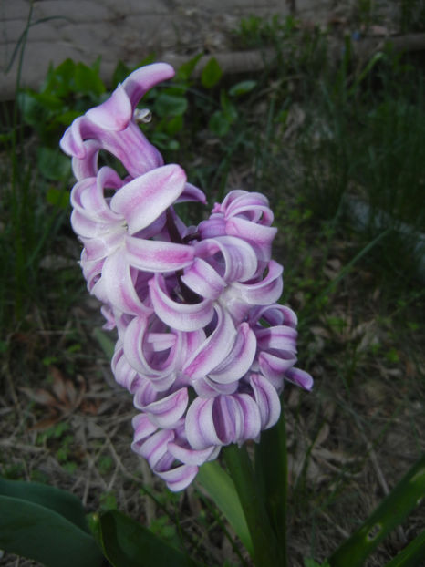 Hyacinth Splendid Cornelia (2017, Apr.04) - Hyacinth Splendid Cornelia