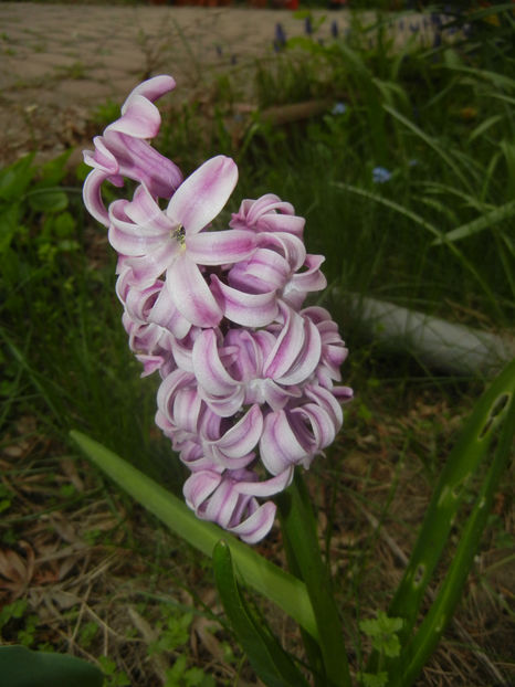 Hyacinth Splendid Cornelia (2017, Apr.05) - Hyacinth Splendid Cornelia