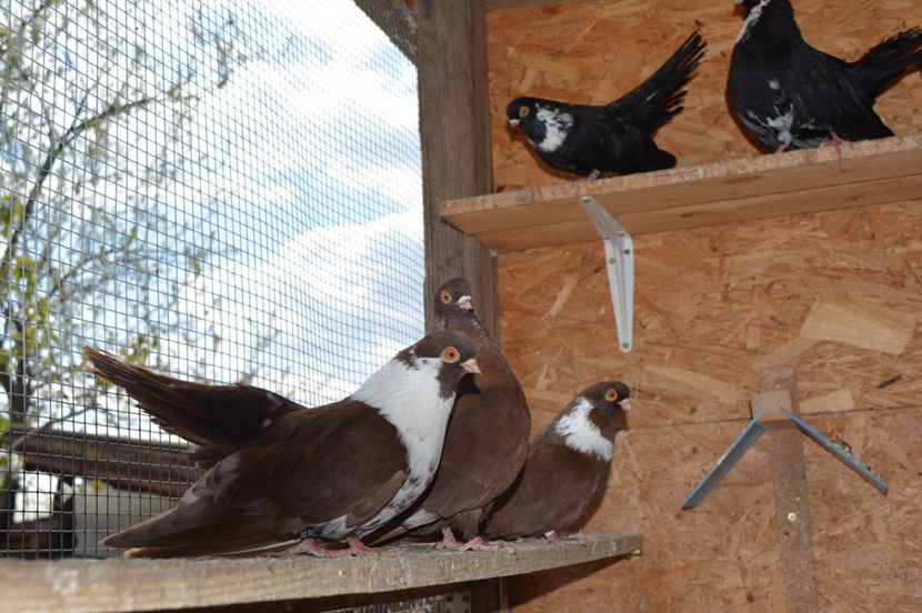 prin voliera - Castanii de Craiova 2017