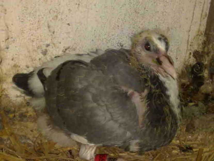  - Pui 2017-2018 -2019-2020 -2021-matca-doici-vind aproape tot lotul