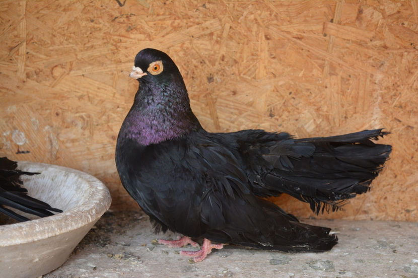 .... - Negri turci 2017