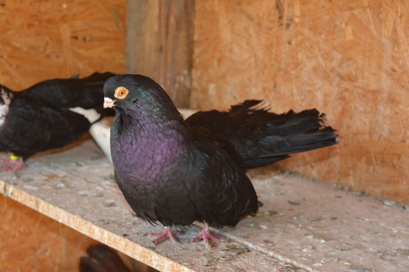 mosu 2 alt mascul excelent genitor - Negri turci 2017