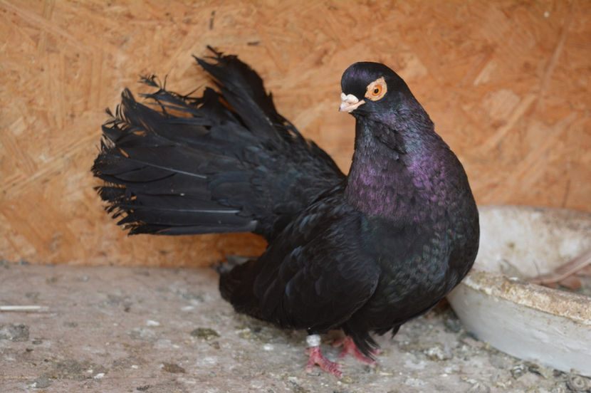 mosu 1 avatar - Negri turci 2017