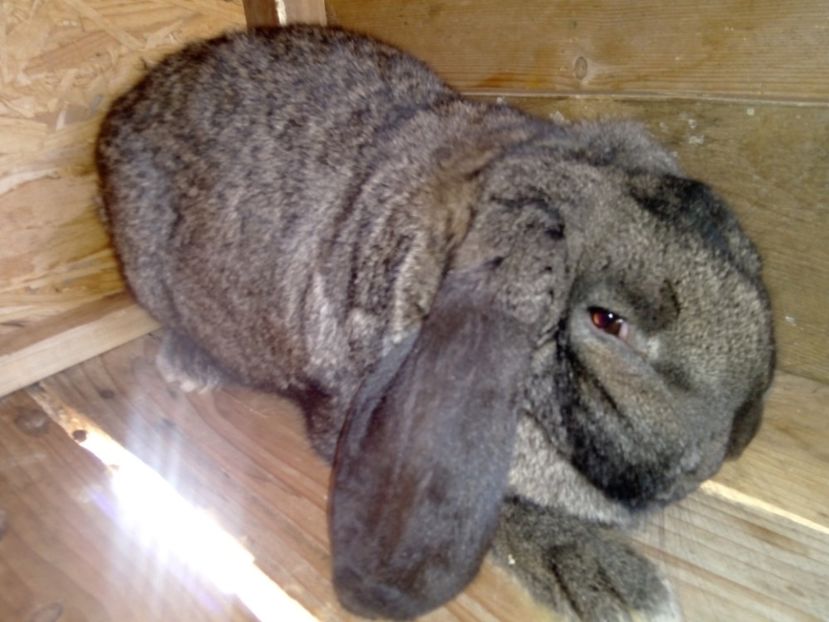  - ARHIVA IEPURI ce am avut câteva exemplare