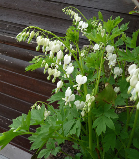 P2060361 - 2017 - 01 - Primavara