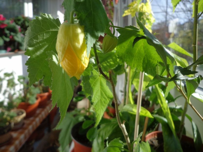 Abutilon - Argumente