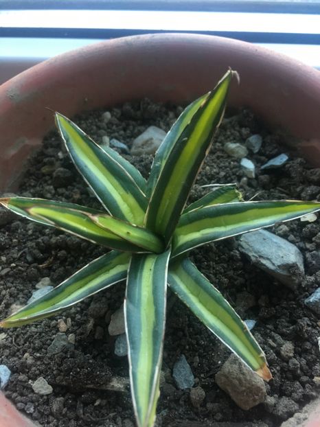  - Colectia mea de agave