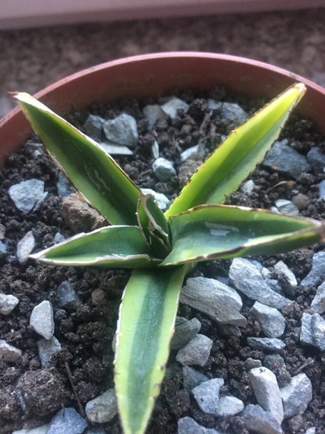  - Colectia mea de agave