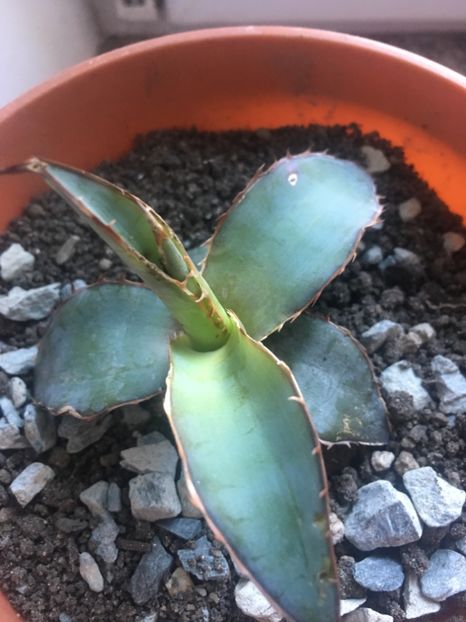  - Colectia mea de agave