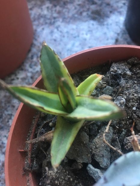  - Colectia mea de agave
