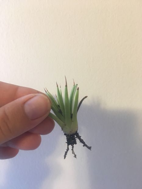 Agava stricta nana 15 - Disponibile Noiembrie