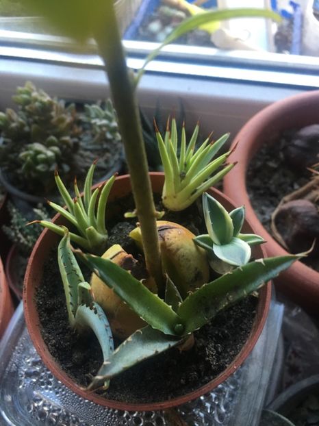  - Colectia mea de agave