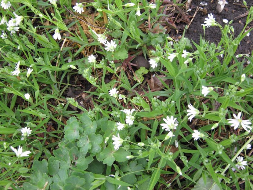  - A-A Gradina cu flori 2017