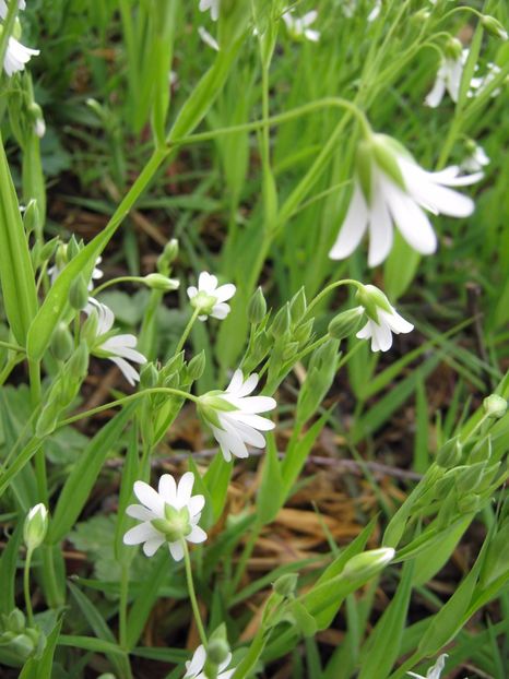  - A-A Gradina cu flori 2017