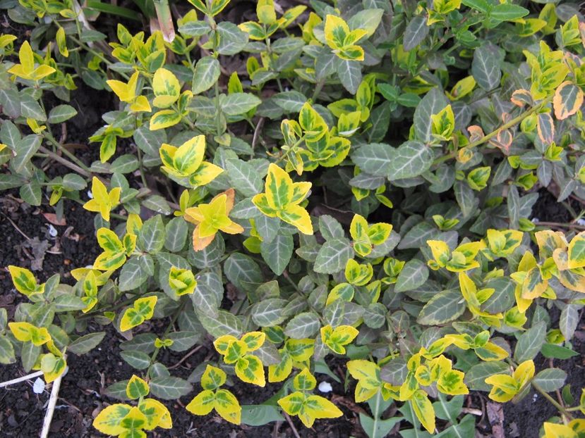  - A-A Gradina cu flori 2017