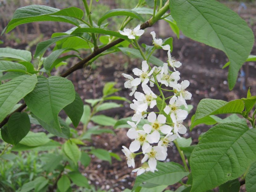  - A-A Gradina cu flori 2017