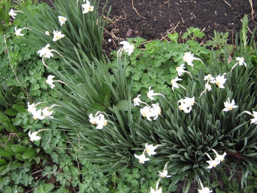  - A-A Gradina cu flori 2017