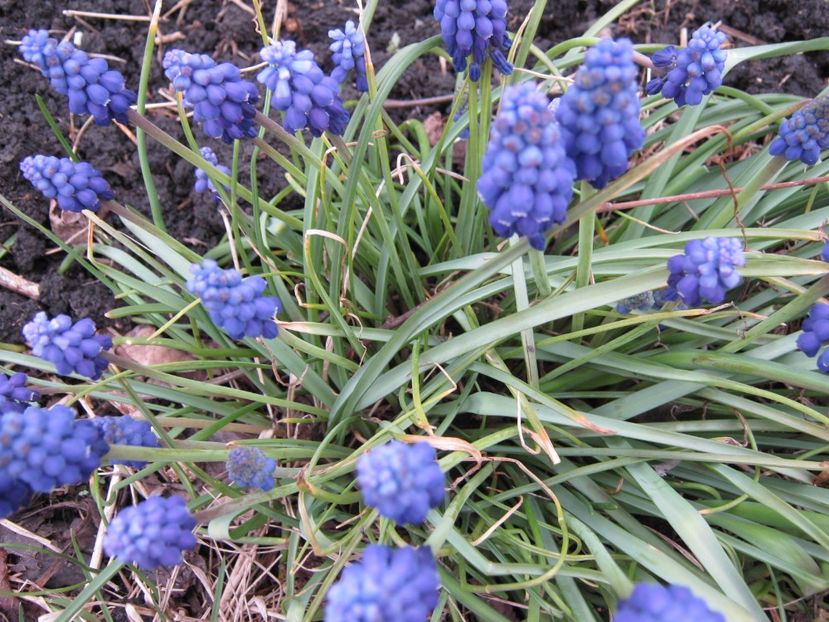  - A-A Gradina cu flori 2017