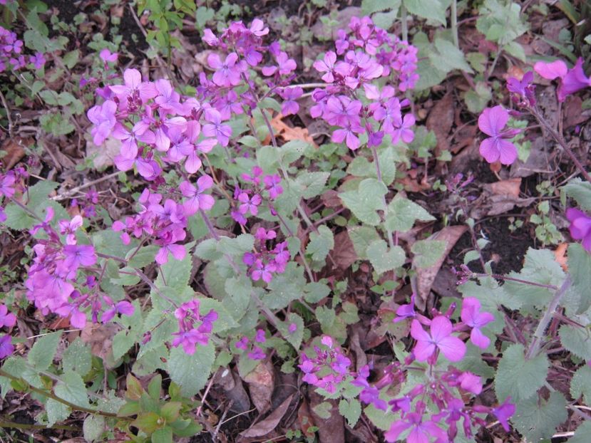  - A-A Gradina cu flori 2017