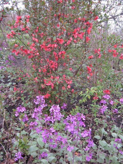  - A-A Gradina cu flori 2017