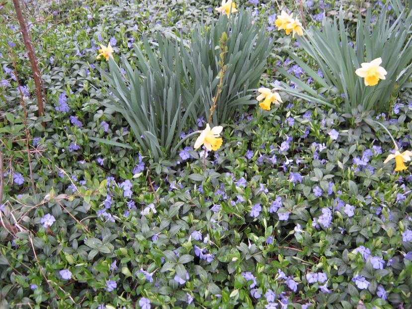  - A-A Gradina cu flori 2017