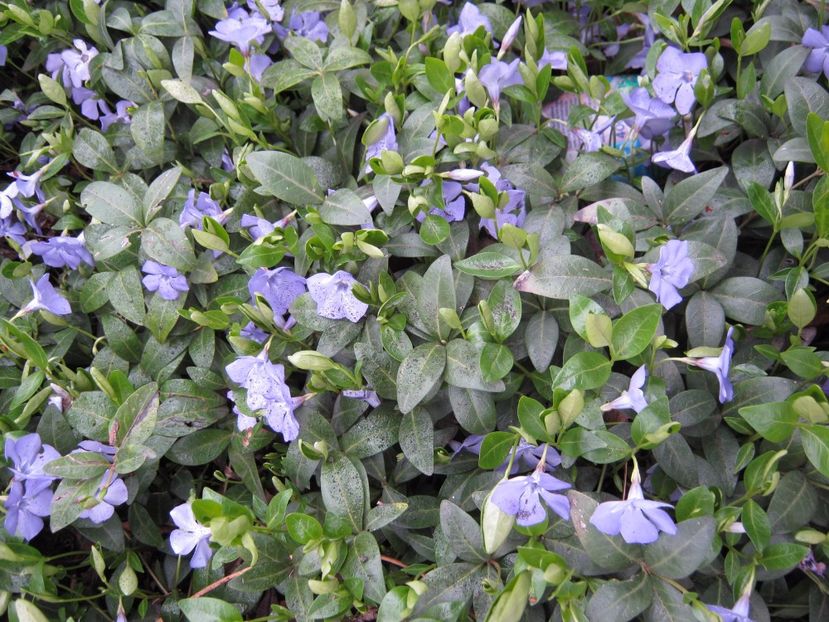  - A-A Gradina cu flori 2017