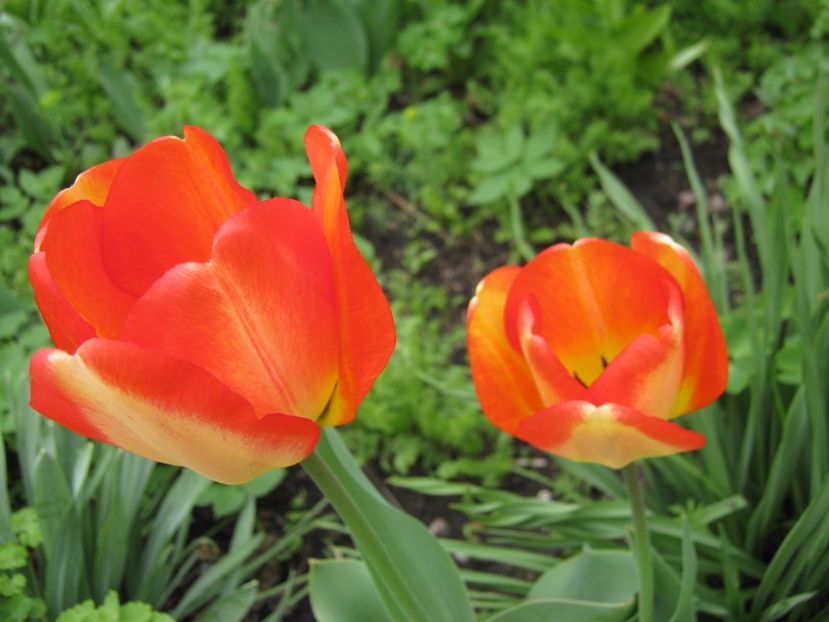  - A-A Gradina cu flori 2017