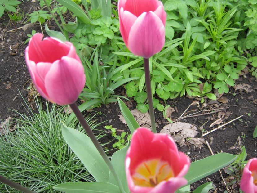  - A-A Gradina cu flori 2017