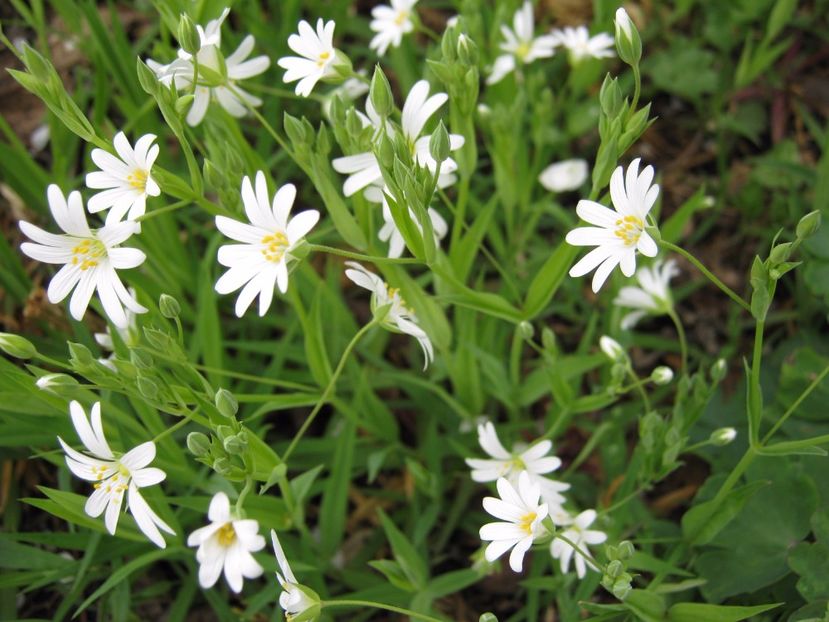  - A-A Gradina cu flori 2017