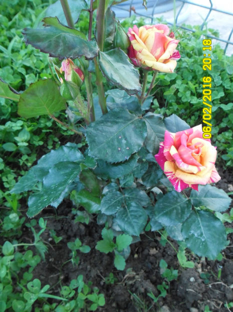  - FIRE FLASH Interplant 3