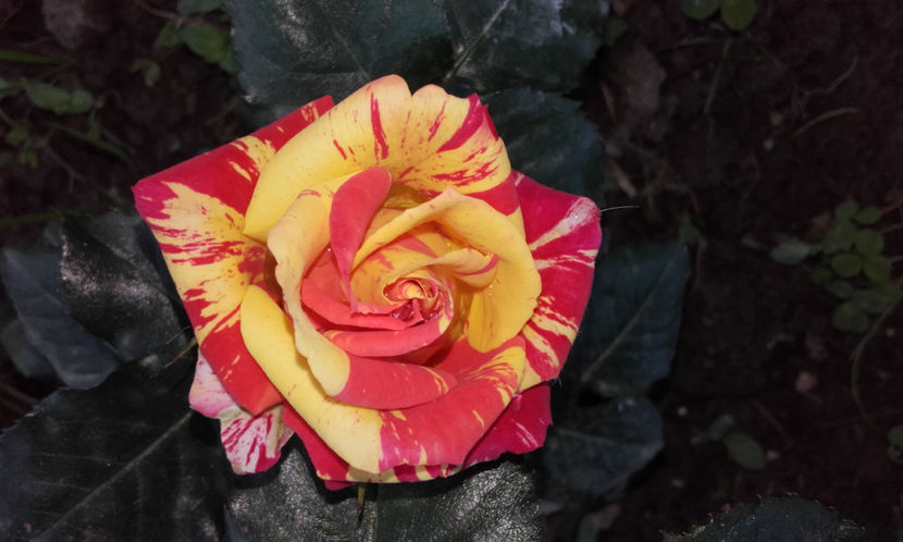 010 (2) - FIRE FLASH Interplant 3