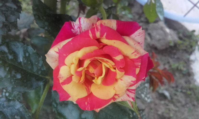 010 (3) - FIRE FLASH Interplant 3