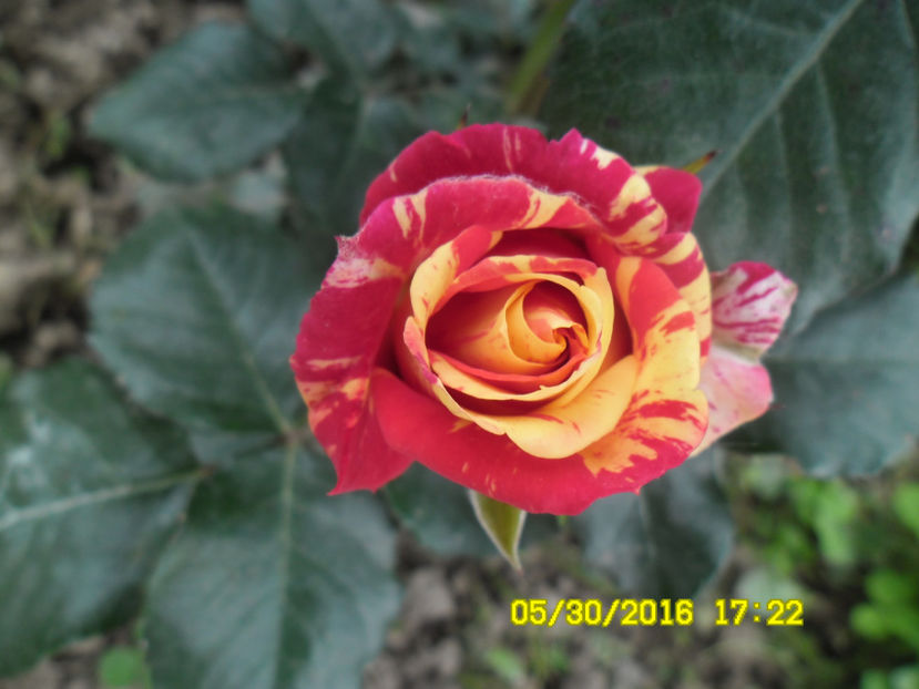  - FIRE FLASH Interplant 3