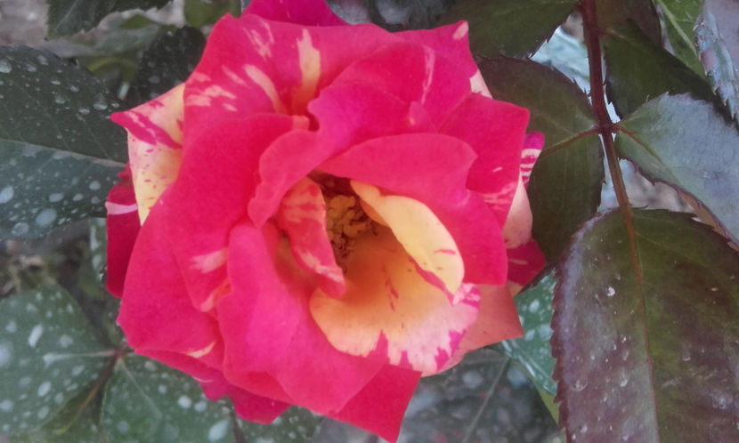 011 (2) - FIRE FLASH Interplant 3