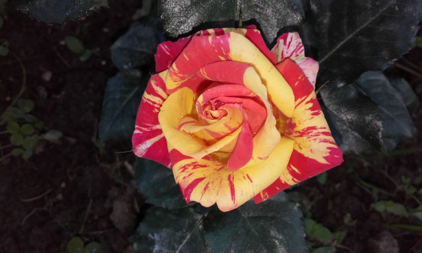  - FIRE FLASH Interplant 3