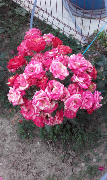  - FIRE FLASH Interplant 3