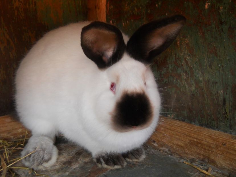 fem 4 luni , viitoare reproducatoare . - CALIFORNIAN