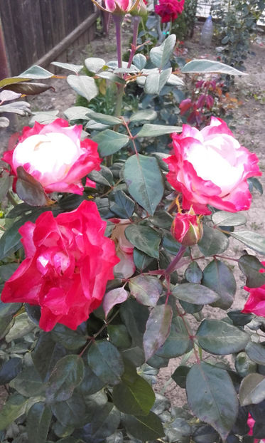 051 (2) - NOSTALGIE Tantau 2