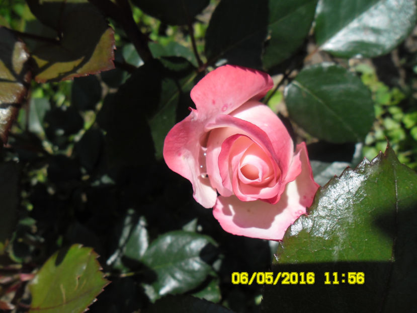  - NOSTALGIE Tantau 2