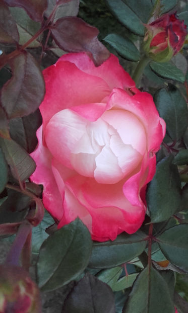  - NOSTALGIE Tantau 2