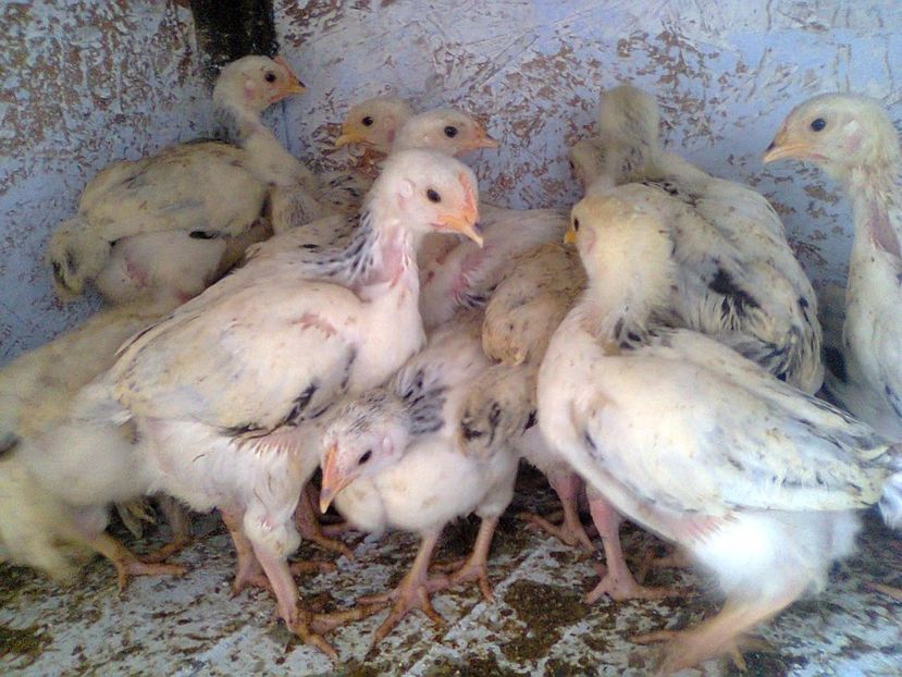 Fotografie2539 - seria 1