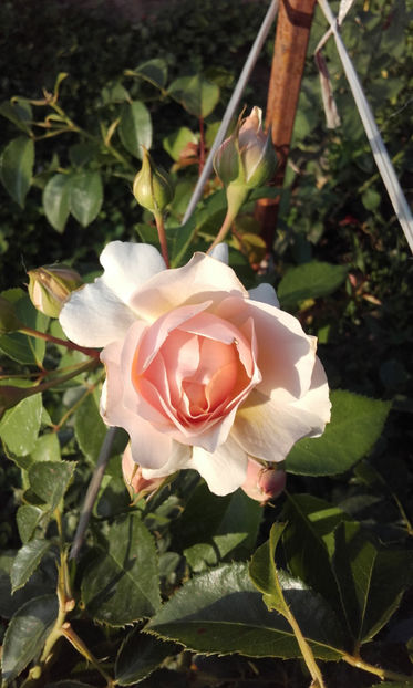 030 (2) - CROCUS ROSE David Austin 3