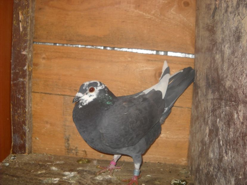 F.2016 - PORUMBEI VANDUTI