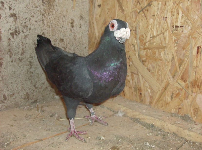  - Carunculati de oradea