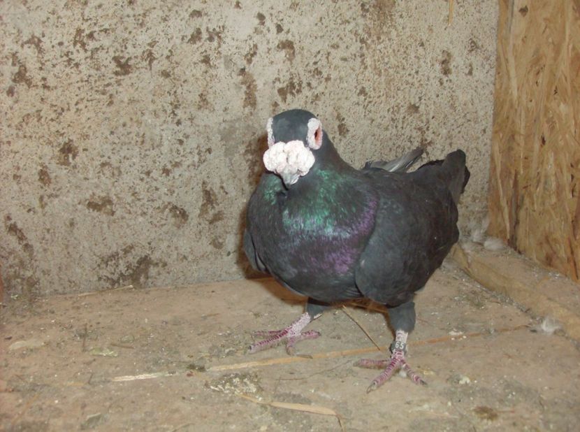  - Carunculati de oradea