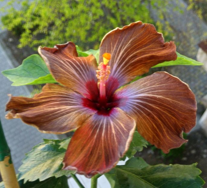  - DPs Black Revolution