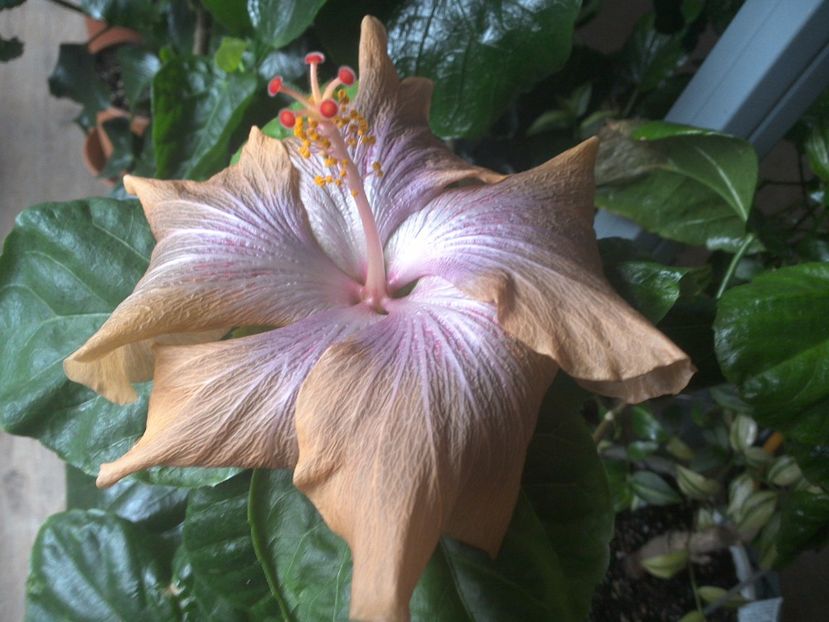 WIN_20170410_081437 - Moorea Mangy