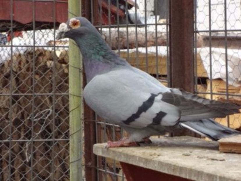 Fem.2014.H. - VOIAJORI STIL VECHI SI ORNAMENT- PERECHI MATCA 2017-2018