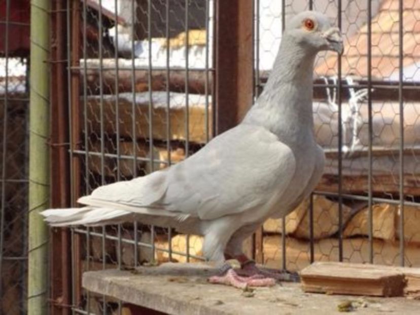 Masc.2016.H. - VOIAJORI STIL VECHI SI ORNAMENT- PERECHI MATCA 2017-2018