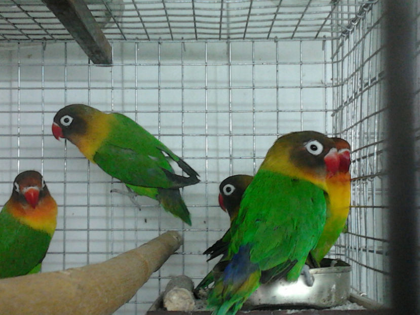 agapornis - actualizari 2017